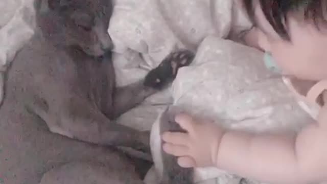 Baby And Kitty Share Sweet Playtime Together