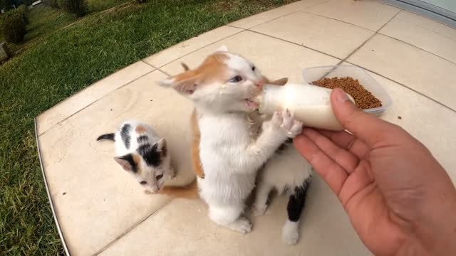 Cute Kittens Are Drinking Milk