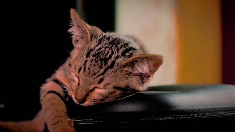 Cute cat sleeping🧡🧡