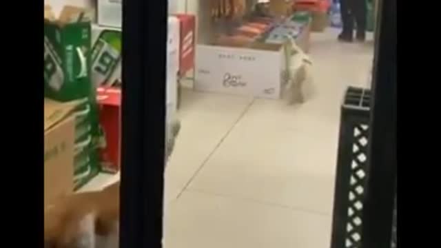 Funnies cats don't try to hold