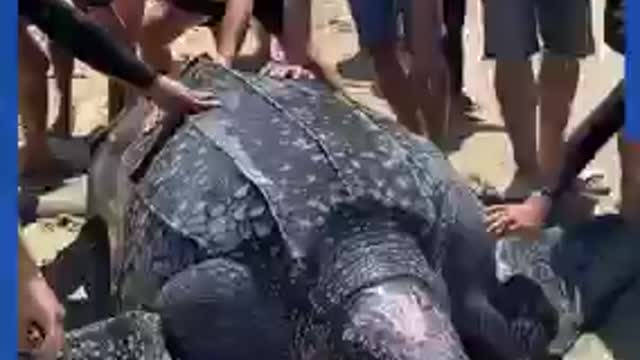 This trapped sea turtle is MASSIVE! 😱🐢