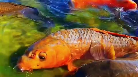 How beautiful is the carp swimming in the aquarium