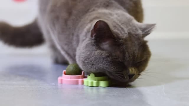 A big cat plays with two catnip