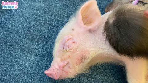 BiBi's cute reaction when she first see a piglet