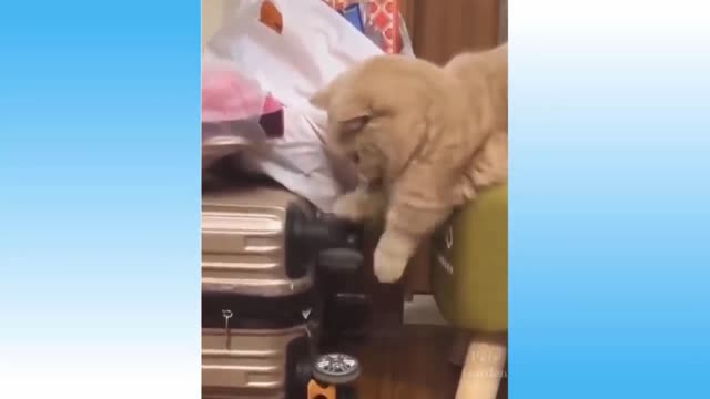 Funny cat video. 🐈