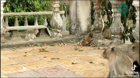 Monkeys attack a cat funny