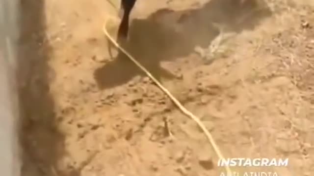 OMG_It's_Really_Dangerous_animal_😱_&_This_video_is_so_funny_🤣_#dangerous_animal_#theviraltoday