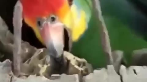 Parrot living with cats