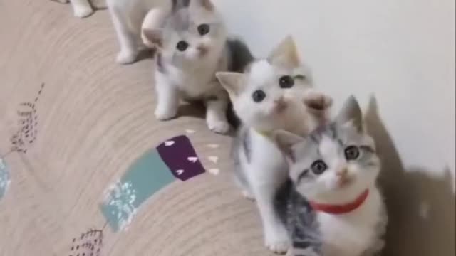 Cat Dance