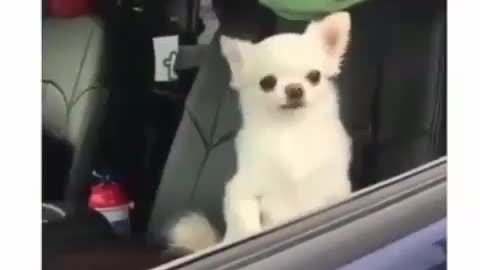 Best Funny Animal Videos 2022 😺 Funny Dog Videos 2022 😁 Funniest Dog Videos 😁😇