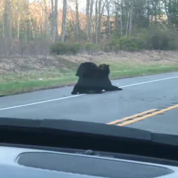 2 bears wrestling on the road.