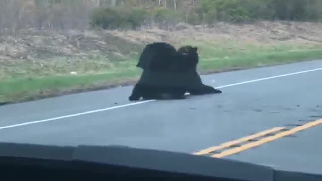2 bears wrestling on the road.
