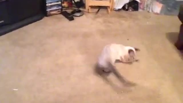 How to play with your kitten GONE WRONG FUNNY VINE!