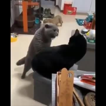 Cat meowing each other