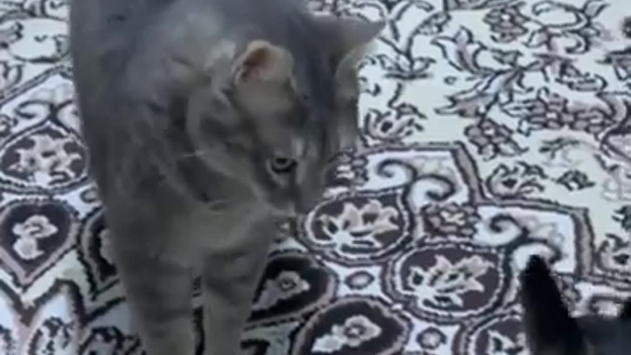 Funny animals