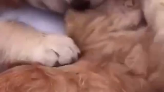 Dog love cat