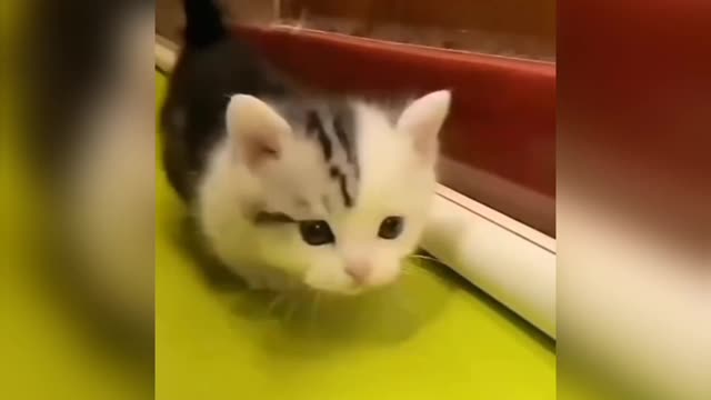 Cute cat