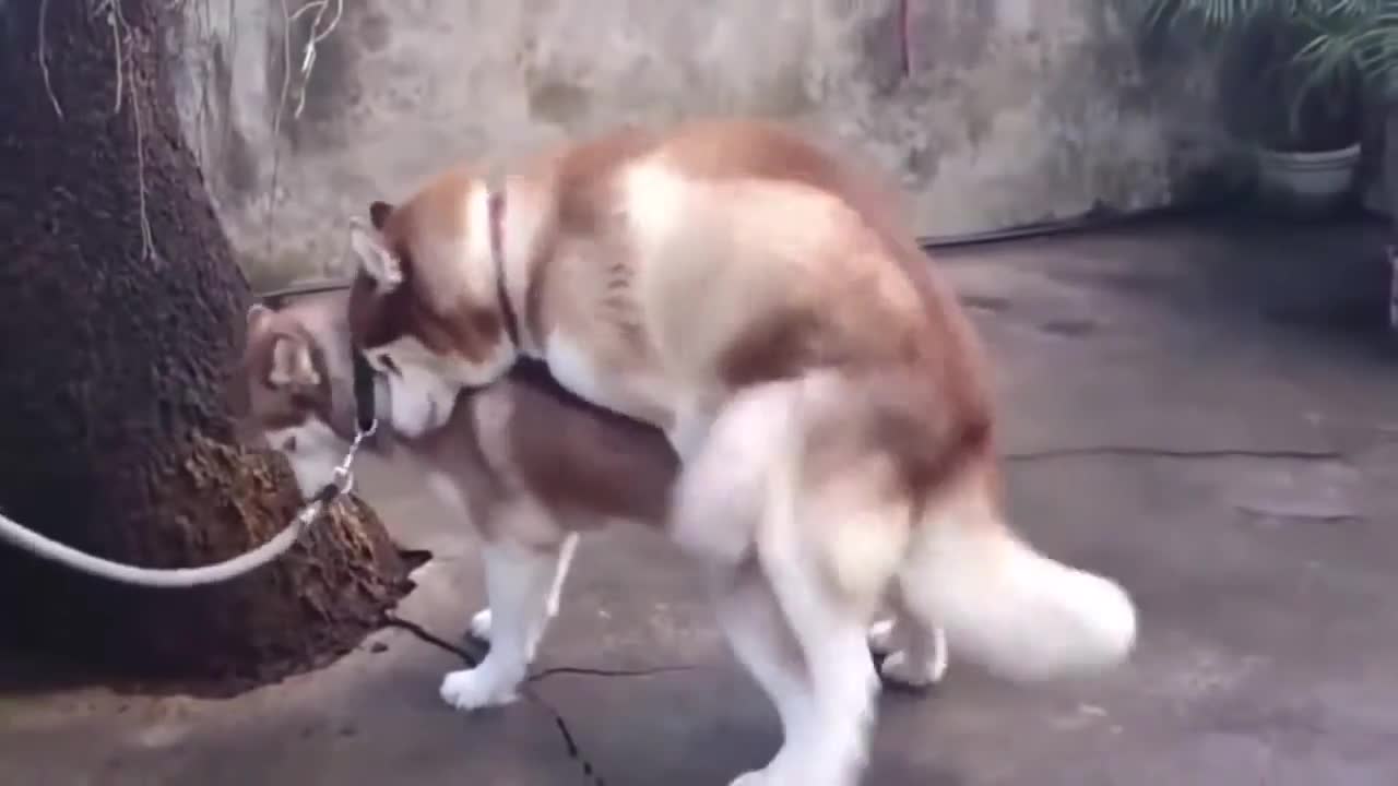 the cutest animal