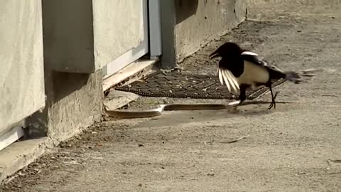 Magpie and snake faith