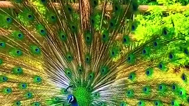 Record beautiful moments