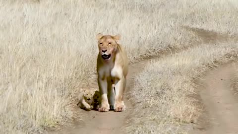 Cute baby lion cub