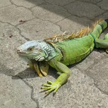 wonderful brazilian iguana viral
