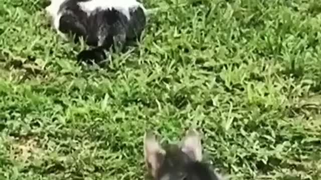 Baby Cats-Cute Funny Cats Videos Compilation!