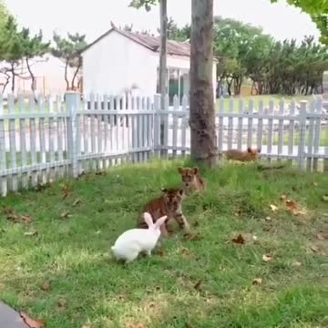 disturbing video of lion and rabbit