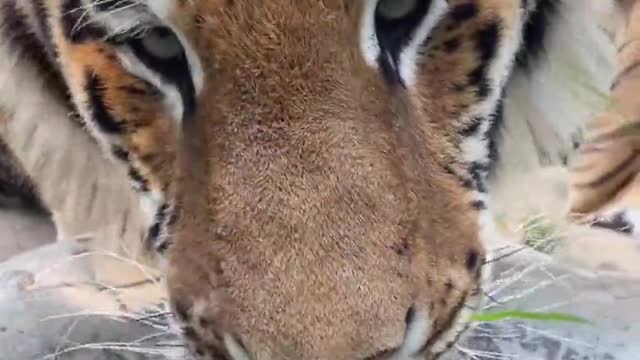 Two tigers grab water to drink