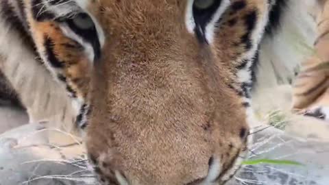 Two tigers grab water to drink