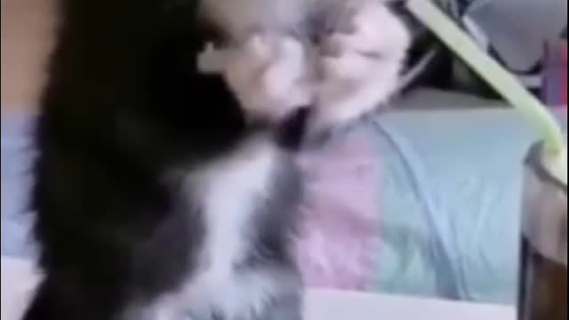 Cats & Dog Activities and Attitude