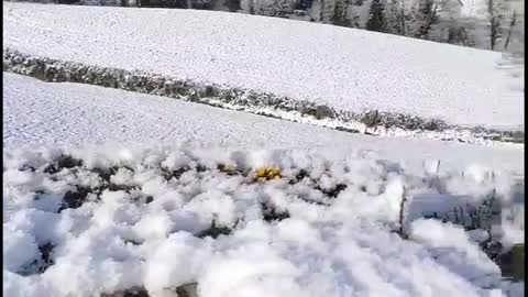 Bush in snow, Northern Ireland