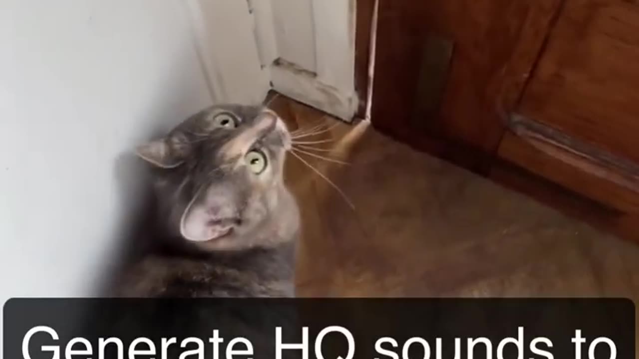 Sounds that attract cats - Meow to make cats come to you