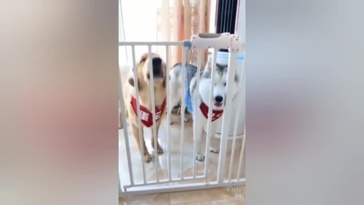 Funny DOG Videos 🐶 PART 4