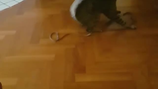 Cat playing with string on the ground