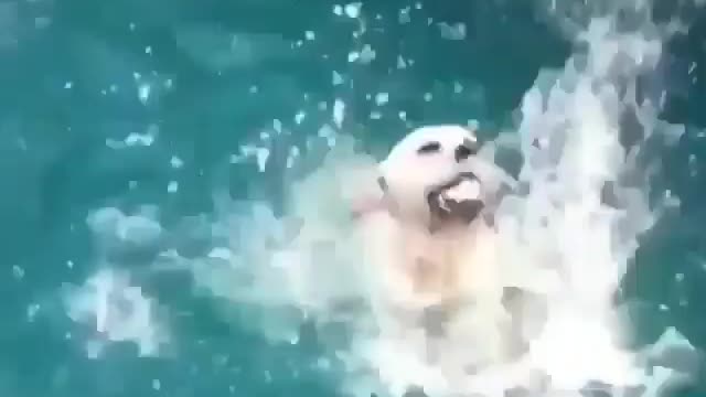 Swim dog