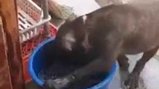 Puppy enjoys his bath time.