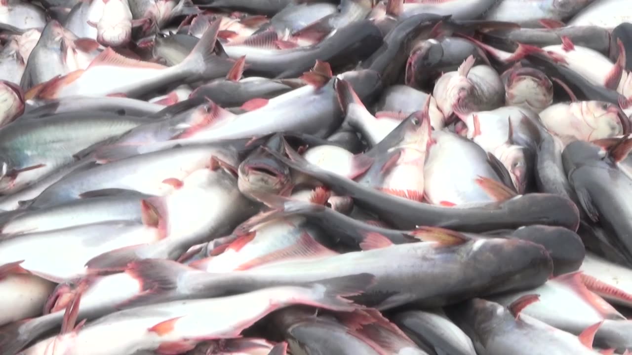 FISHES IN A FISHES MARKET