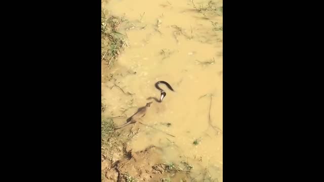 See what owls and snakes do