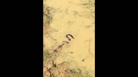 See what owls and snakes do