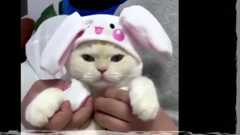 GATOS ENGRAÇADOS | CÃES E GATOS FOFOS FAZENDO COISAS ENGRAÇADAS /#rara
