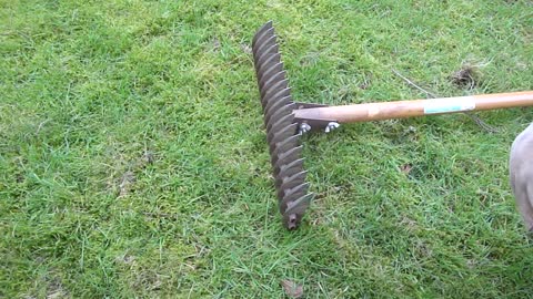 Thatching the Lawn