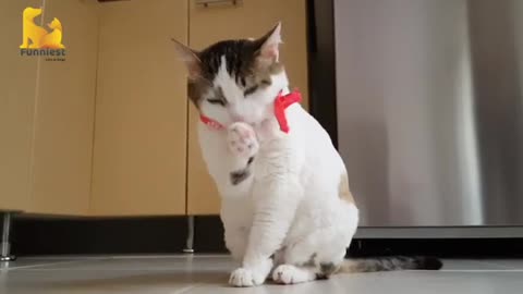 | Funny Cats 🐱 |