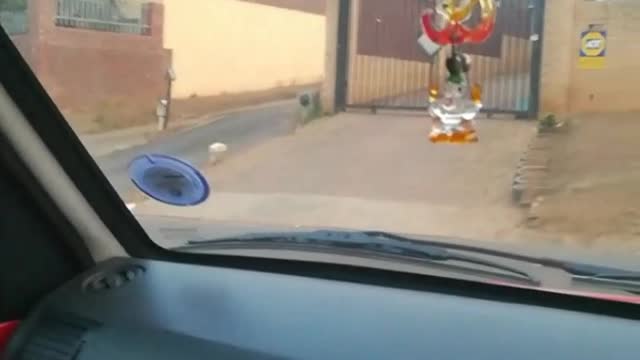 Neighborhood Dogs