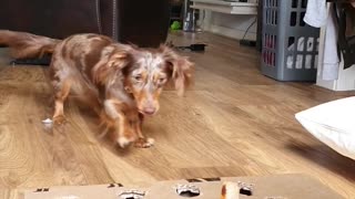 Whack-A-Mole: Dog Edition