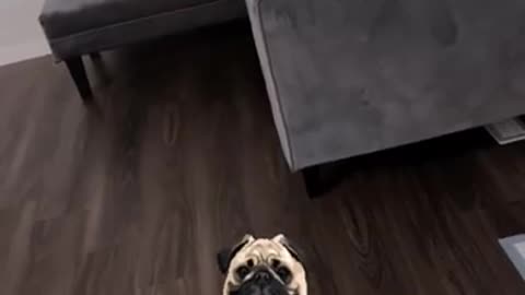 This Pup is a parkour Artist!!