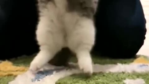 The cat dancing