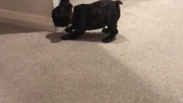 Bedtime zoomies
