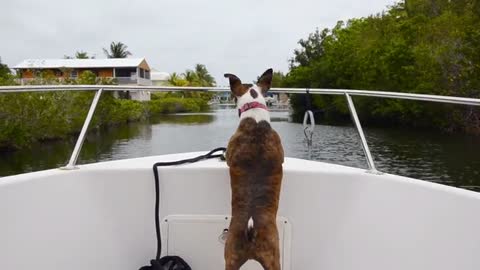 Dog on Boat