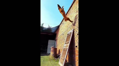 a dog with extraordinary abilities